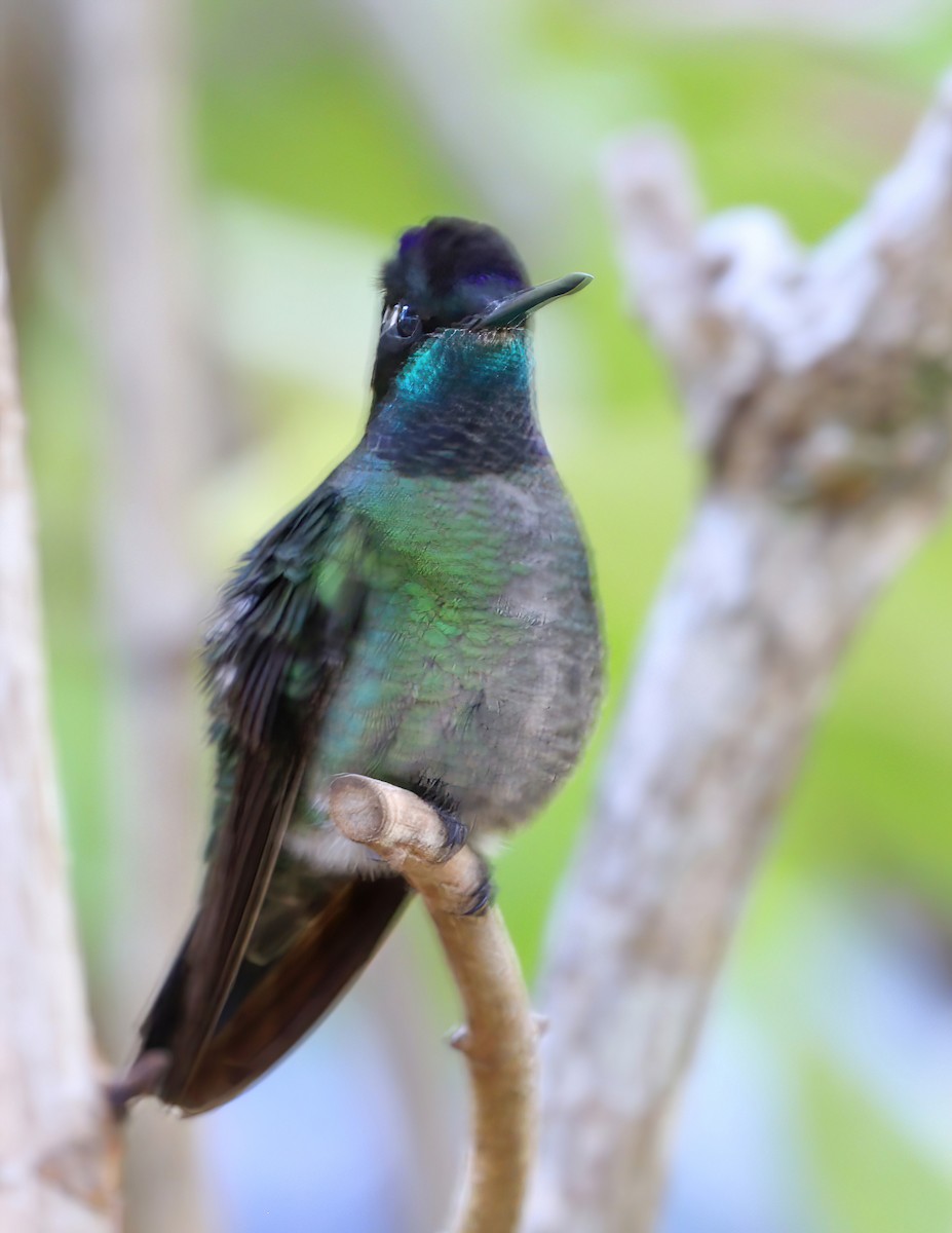 Talamanca Hummingbird - ML616429018