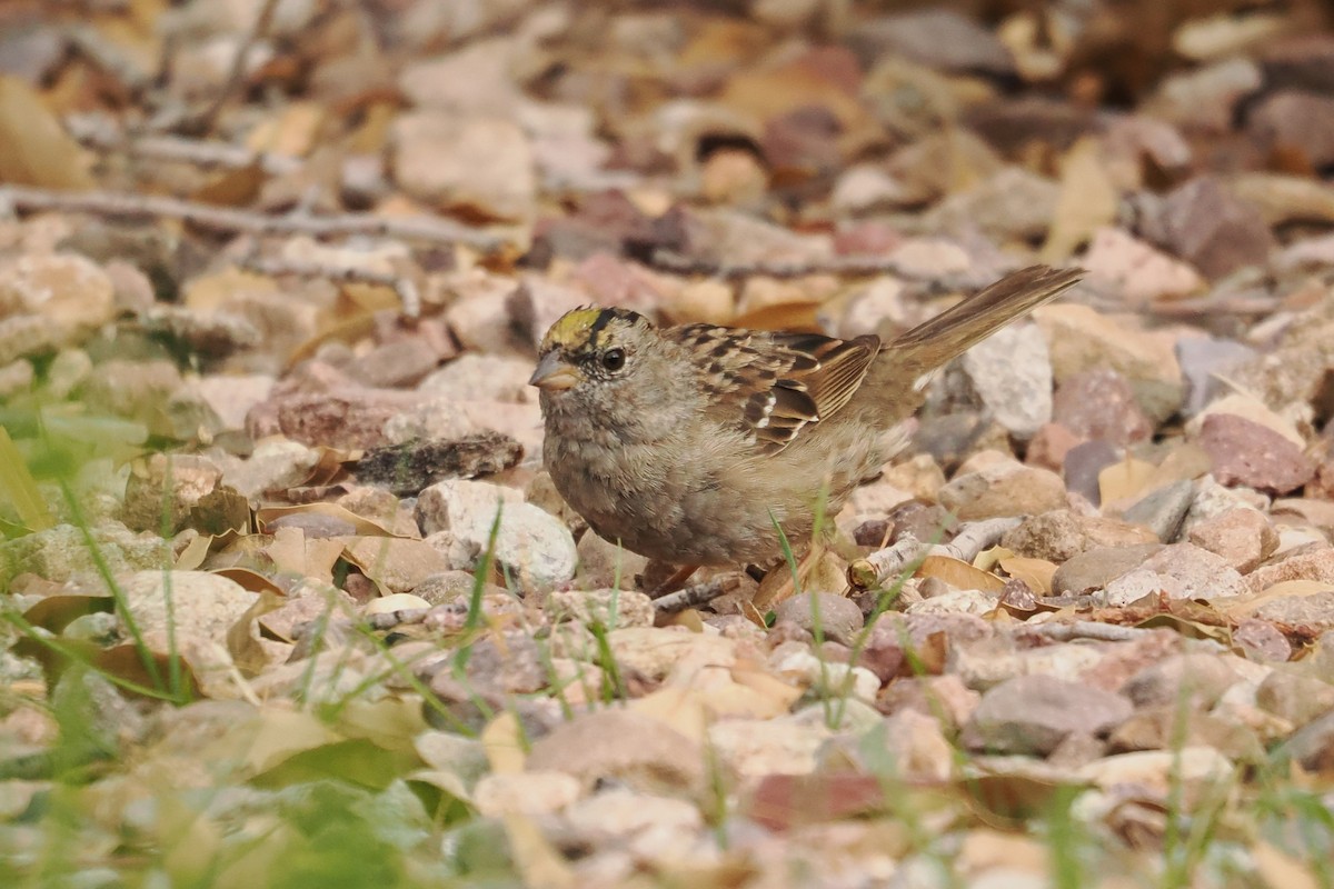 Golden-crowned Sparrow - ML616429032
