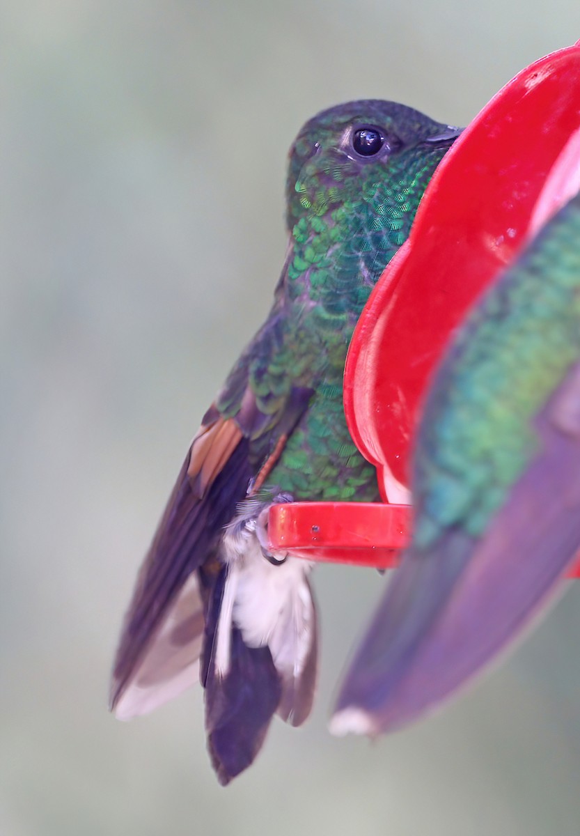 Stripe-tailed Hummingbird - ML616429037