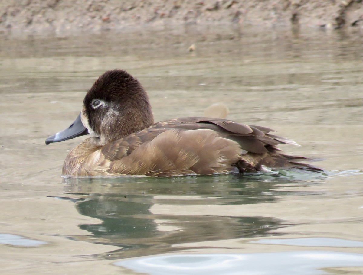 Ring-necked Duck - Mark A. Brogie