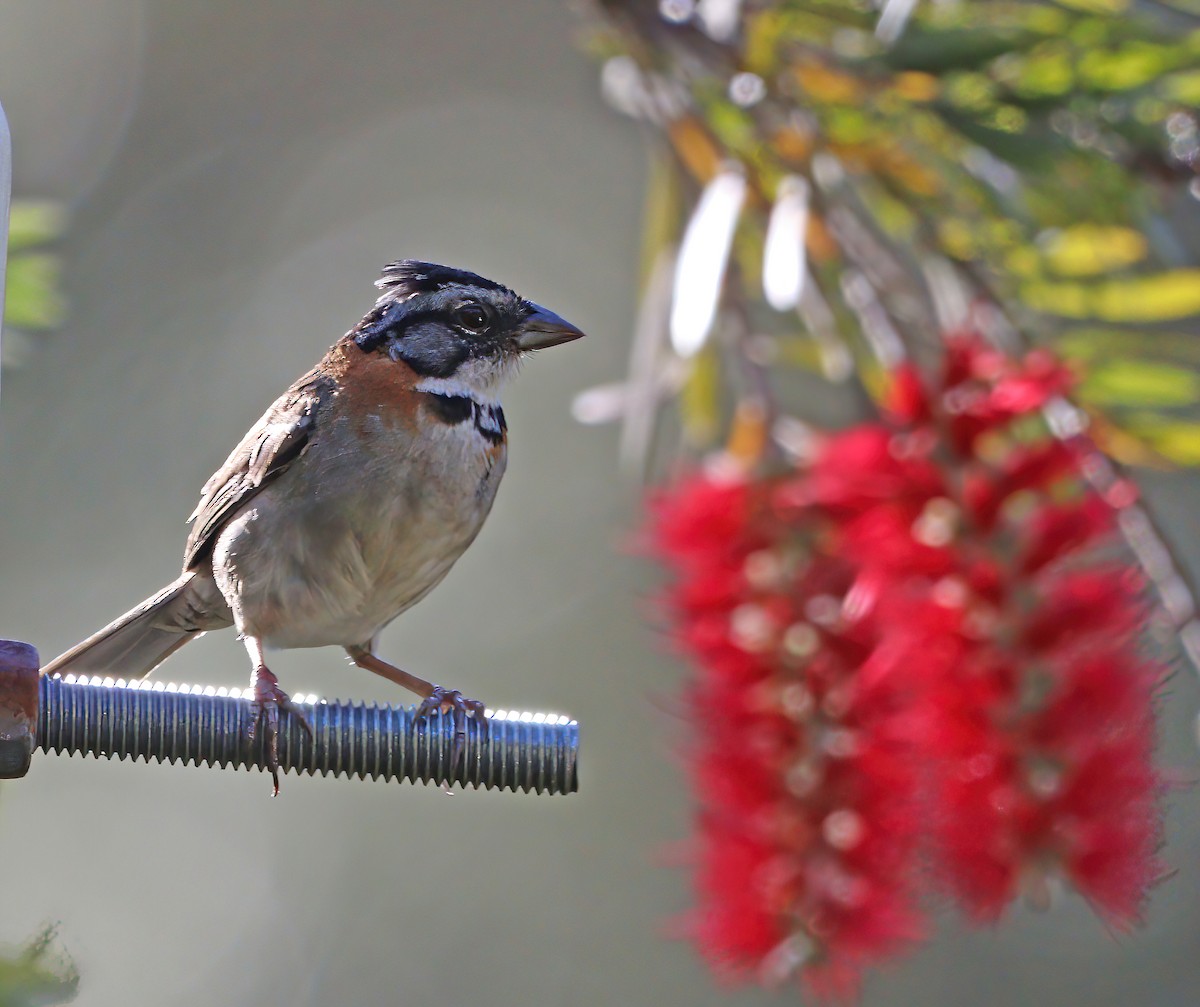 Rufous-collared Sparrow - Gerald Teig