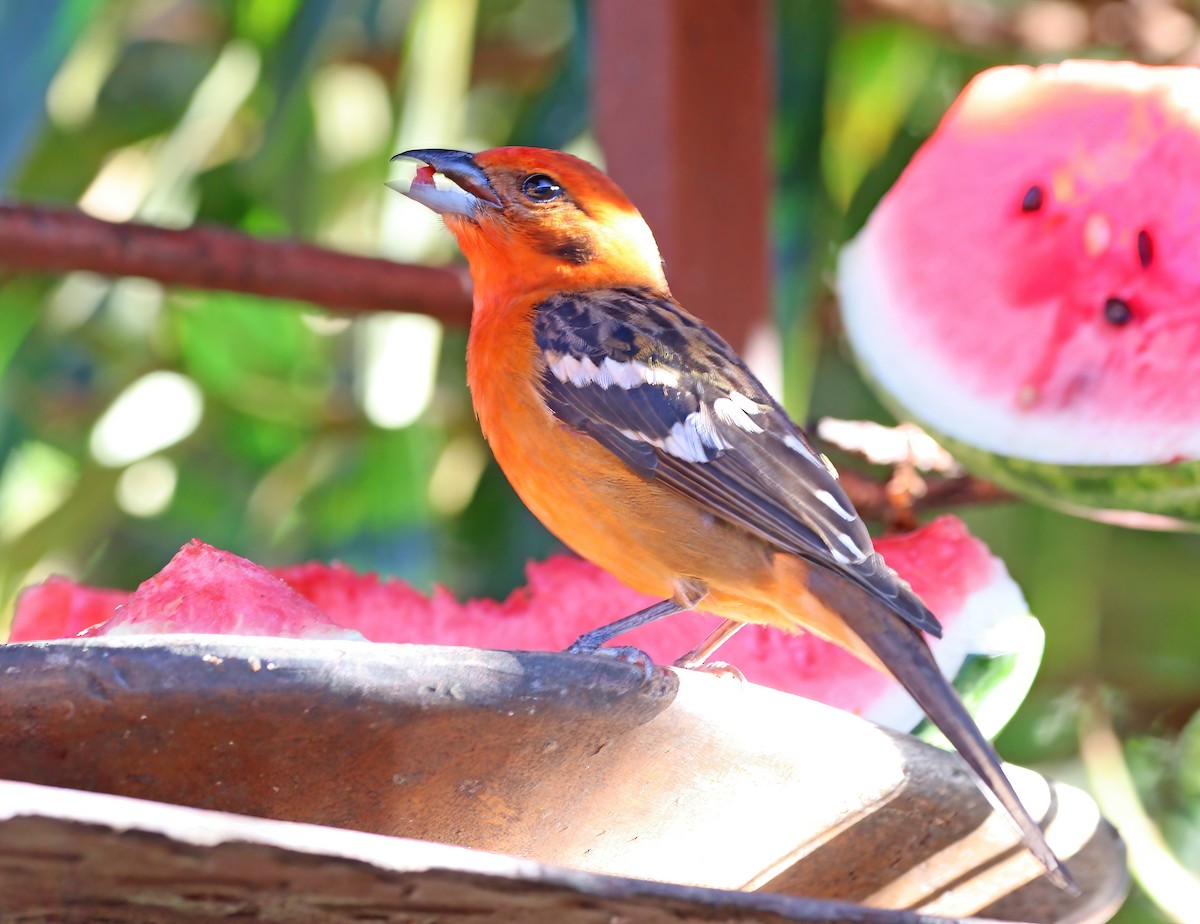 Flame-colored Tanager - ML616429082