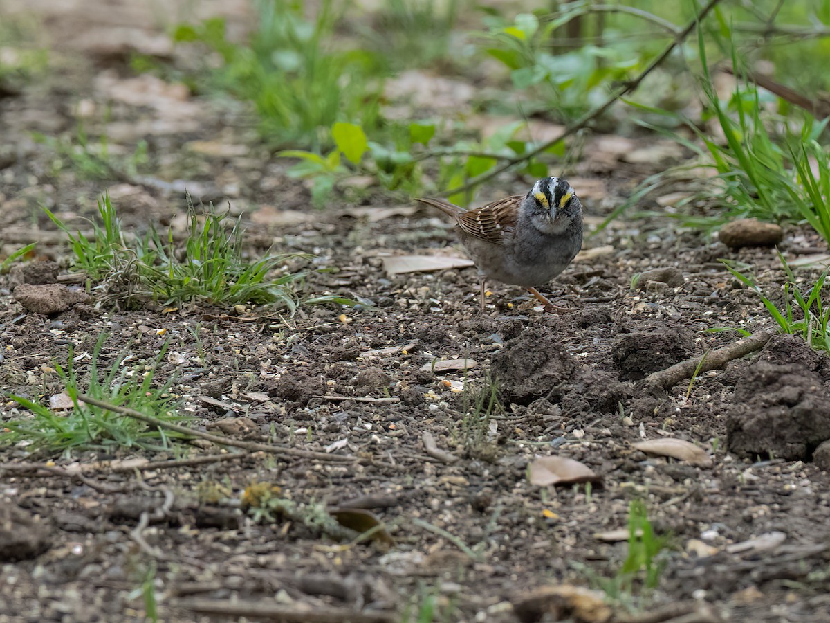 White-throated Sparrow - Lee Wallace