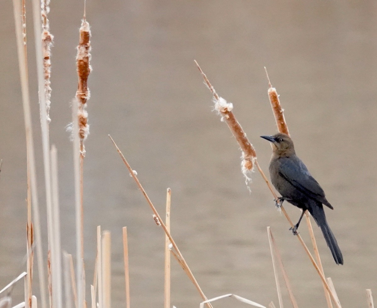 Great-tailed Grackle - ML616429300