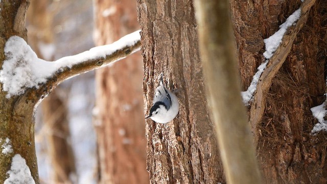 White-breasted Nuthatch - ML616429313