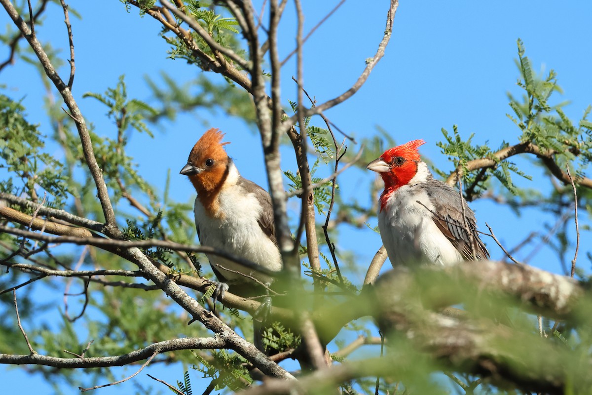 Red-crested Cardinal - ML616429332