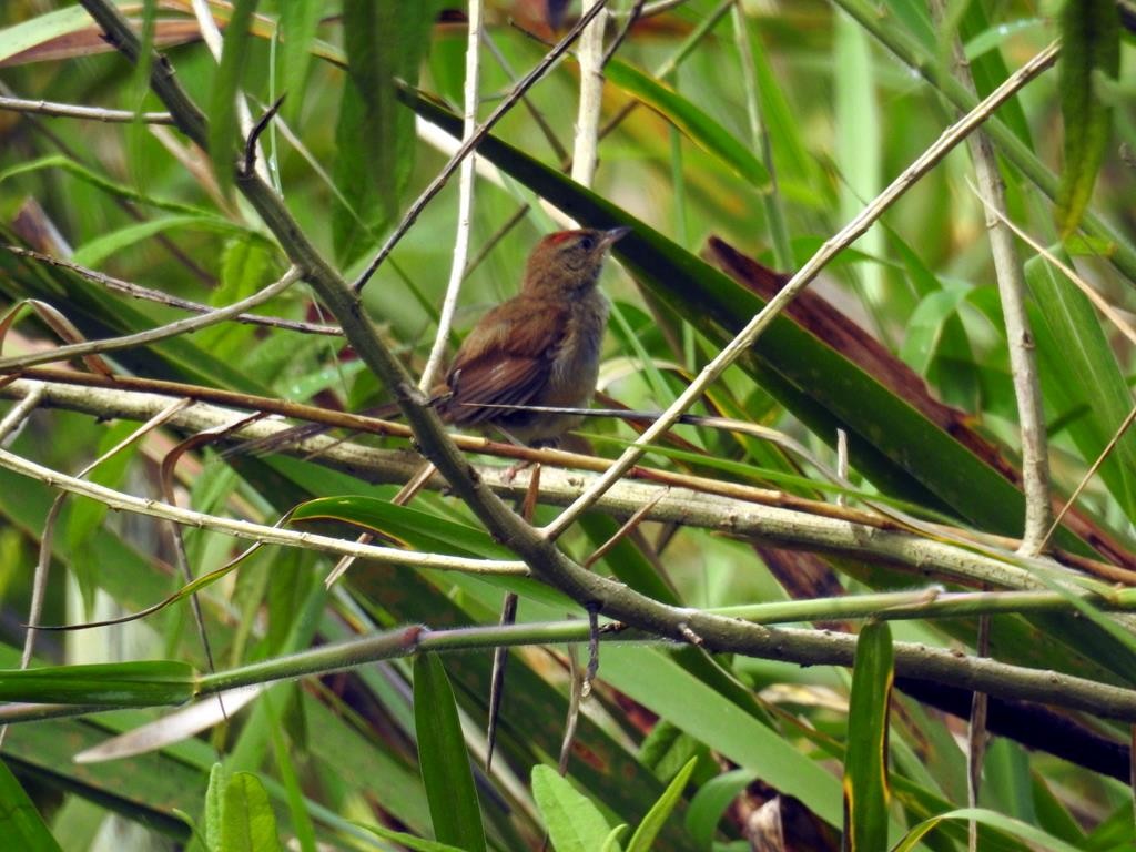 Rufous-capped Spinetail - ML616429386