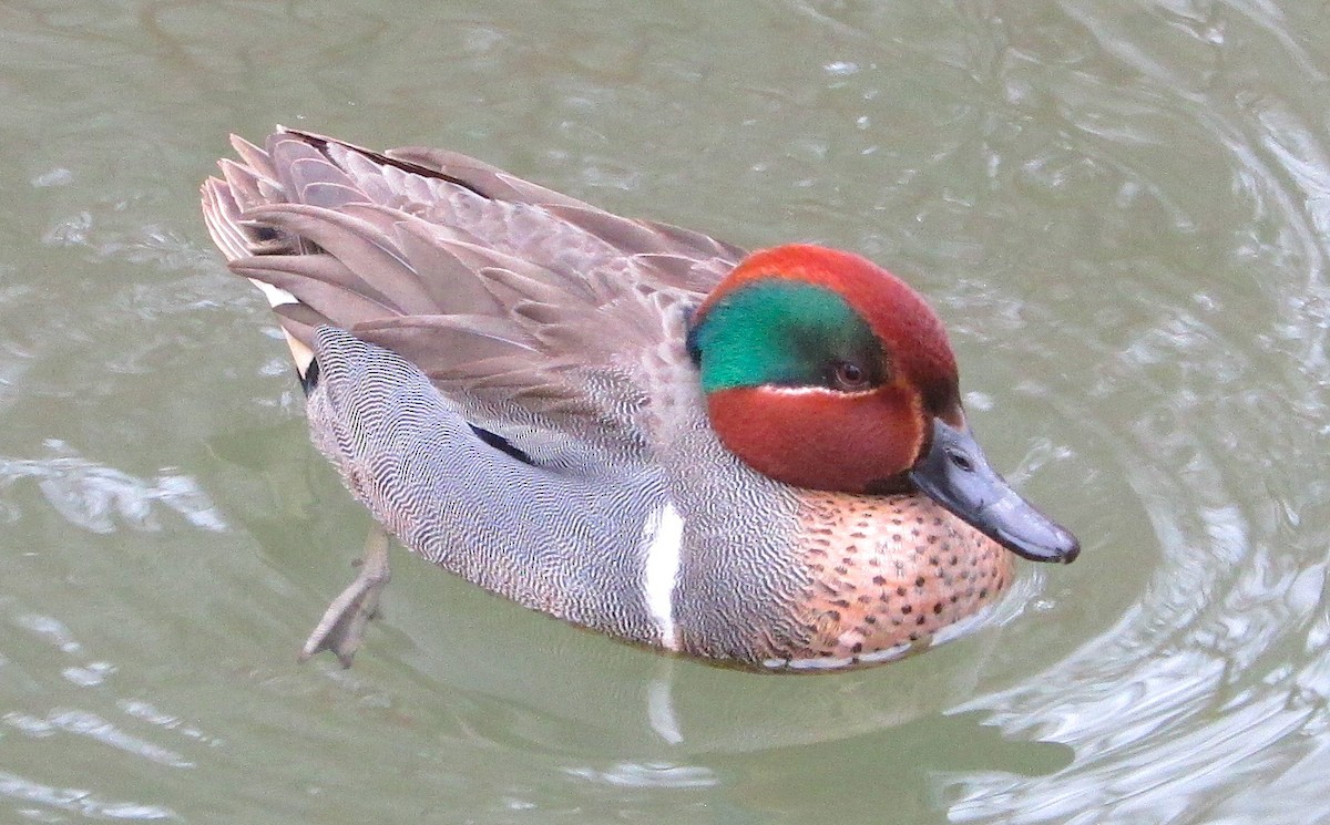 Green-winged Teal - ML616429400