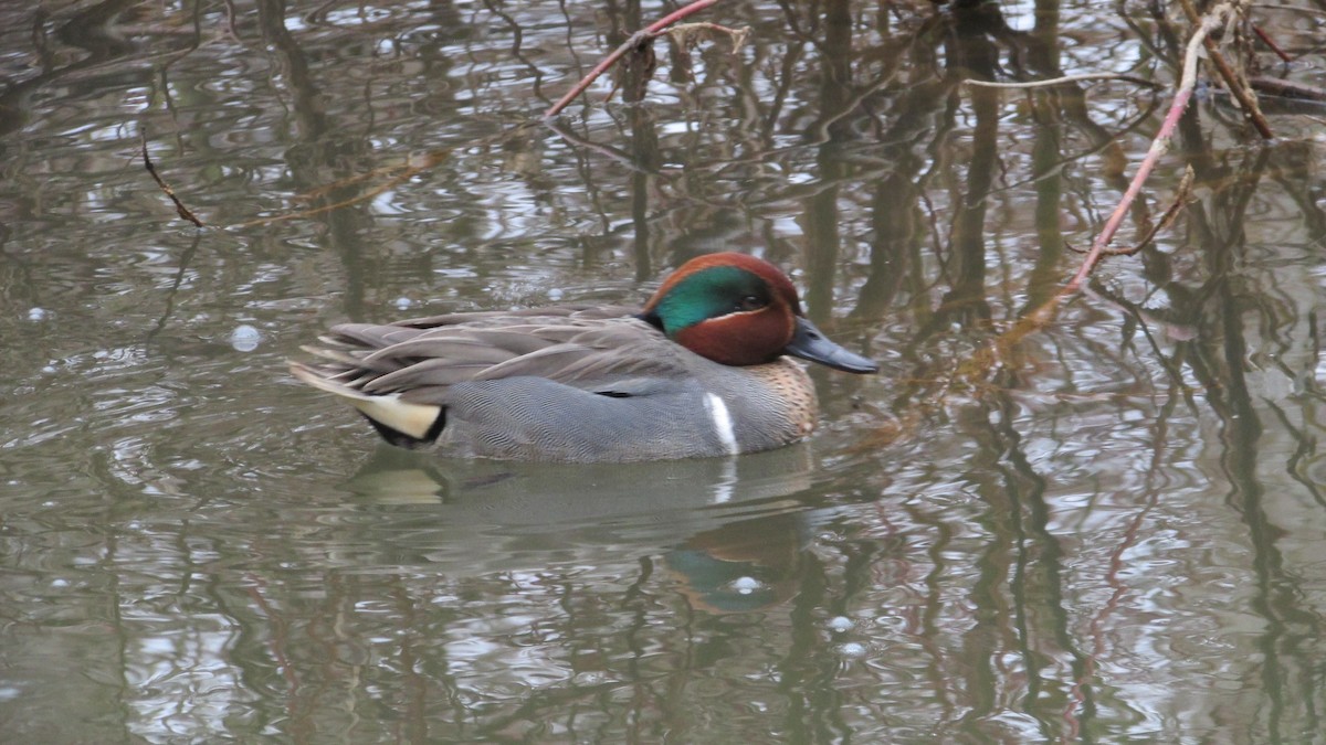 Green-winged Teal - ML616429414