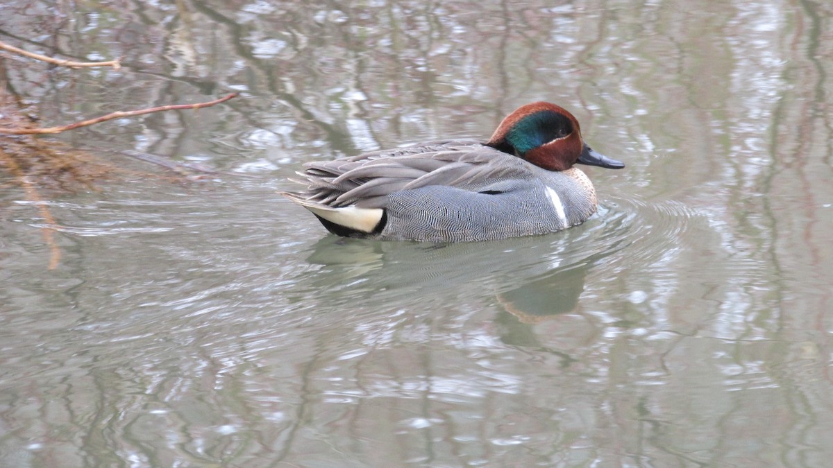 Green-winged Teal - ML616429415