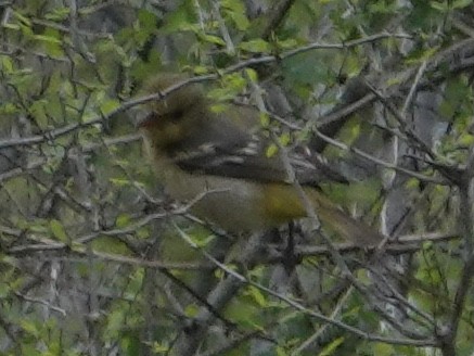 Western Tanager - ML616429680