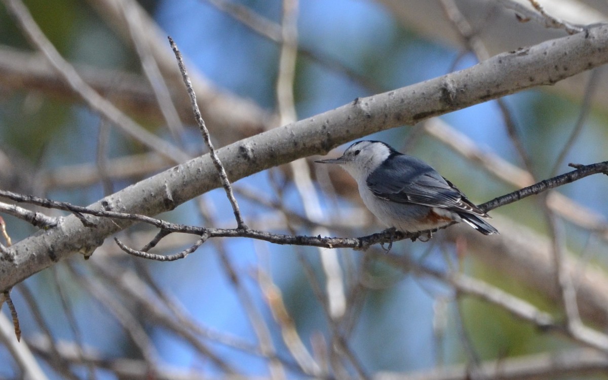 White-breasted Nuthatch (Pacific) - ML616429707