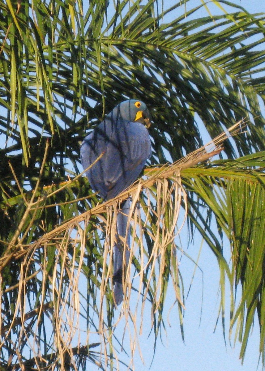 Hyacinth Macaw - ML616429708