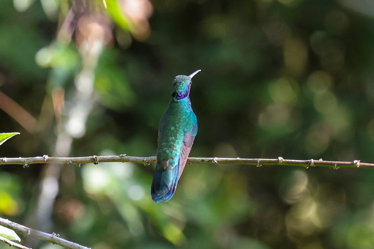 kolibřík modrouchý - ML616429747