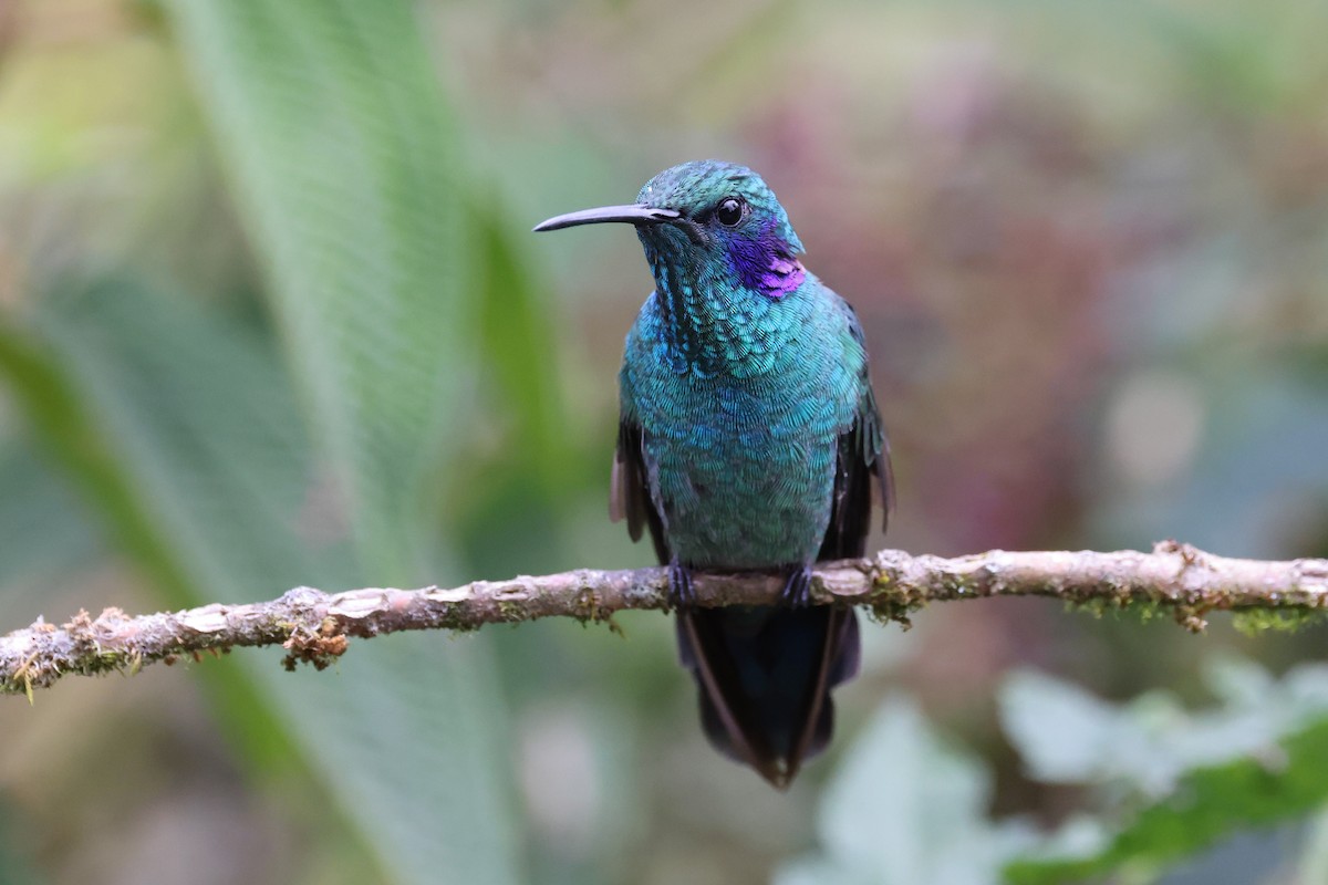 kolibřík modrouchý - ML616429748