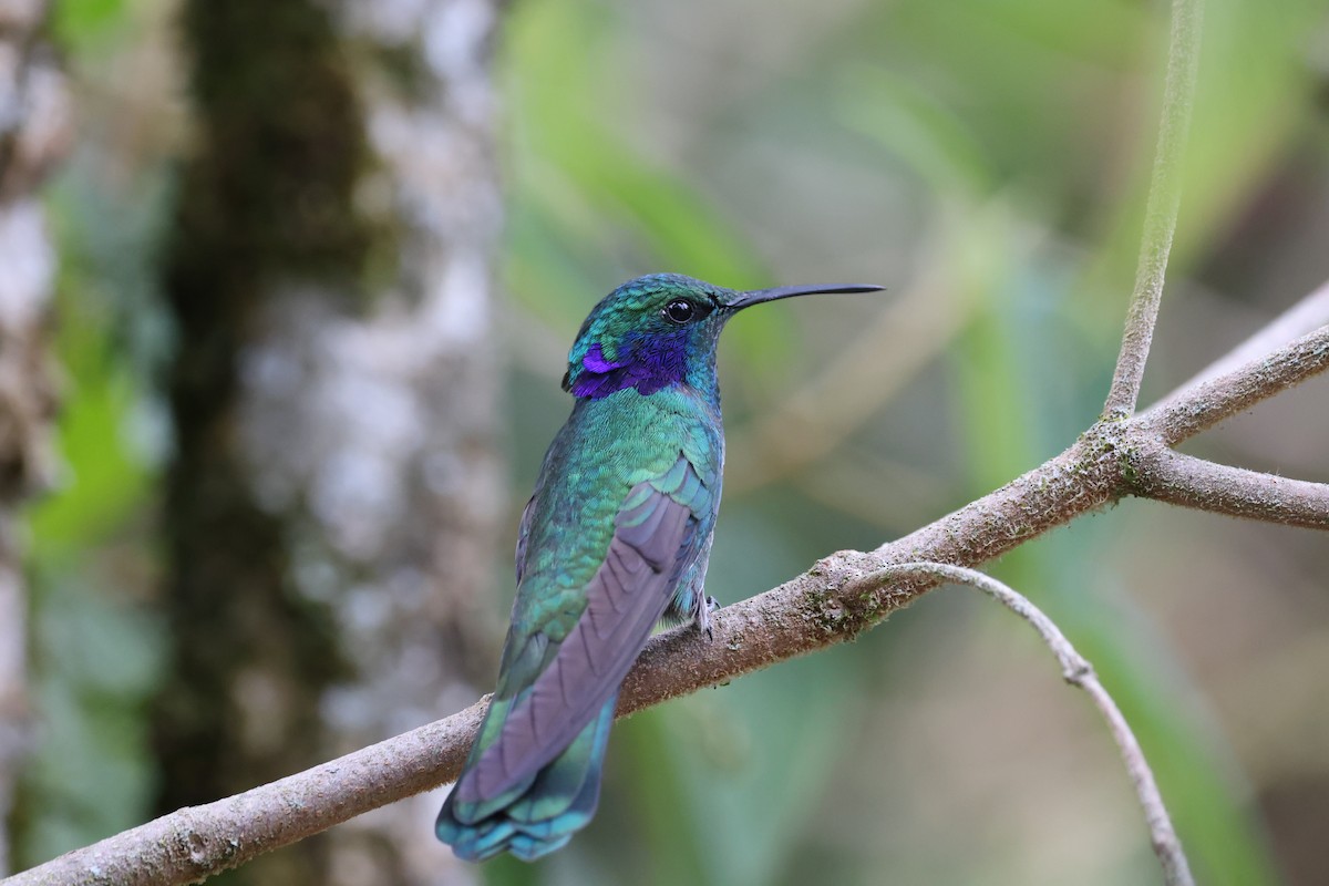 kolibřík modrouchý - ML616429753