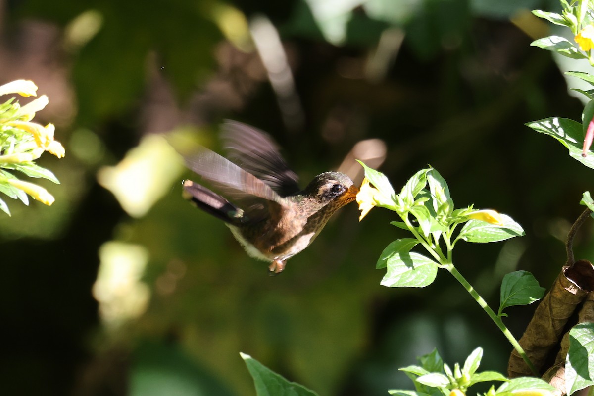 Speckled Hummingbird - ML616429780