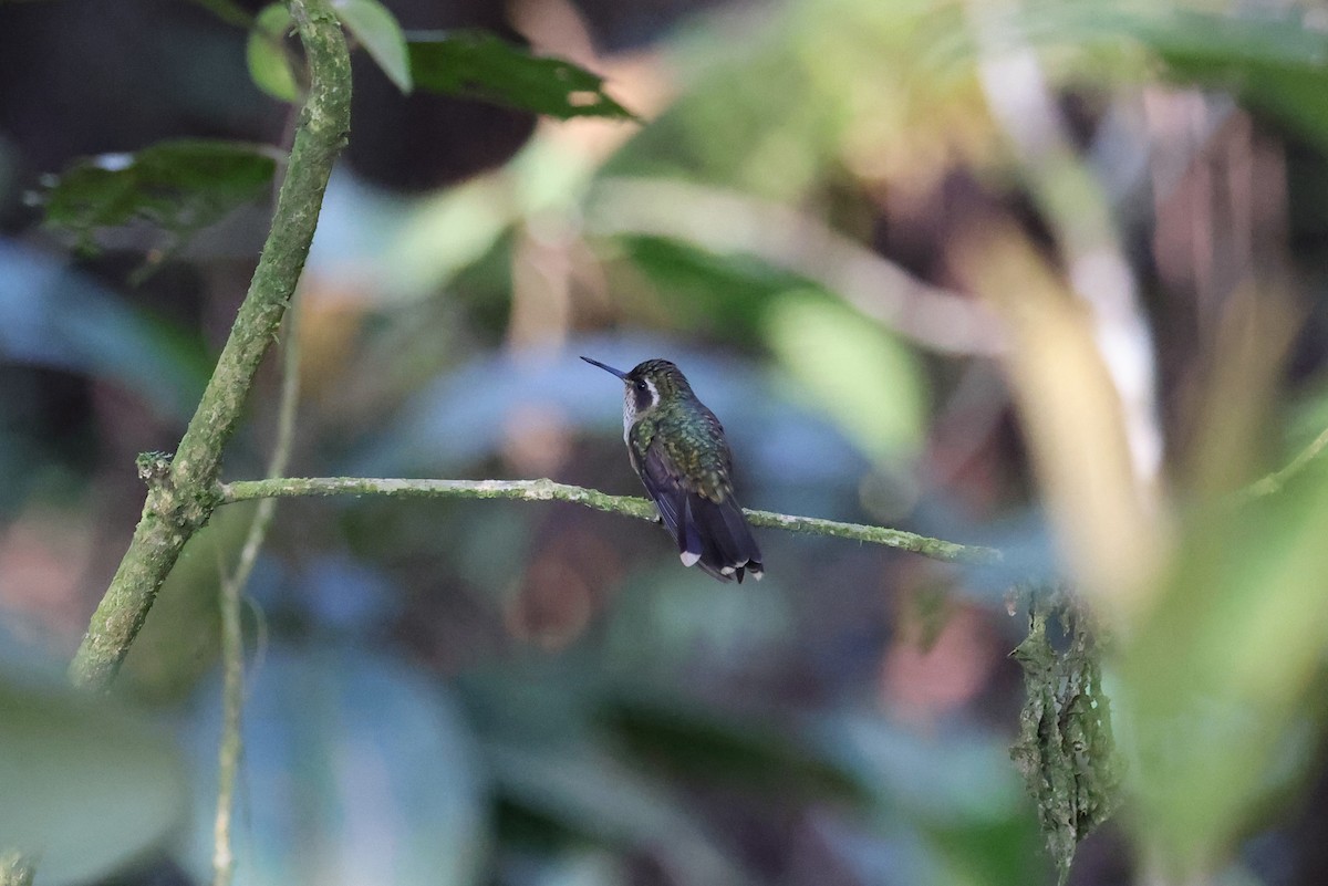 Speckled Hummingbird - ML616429781