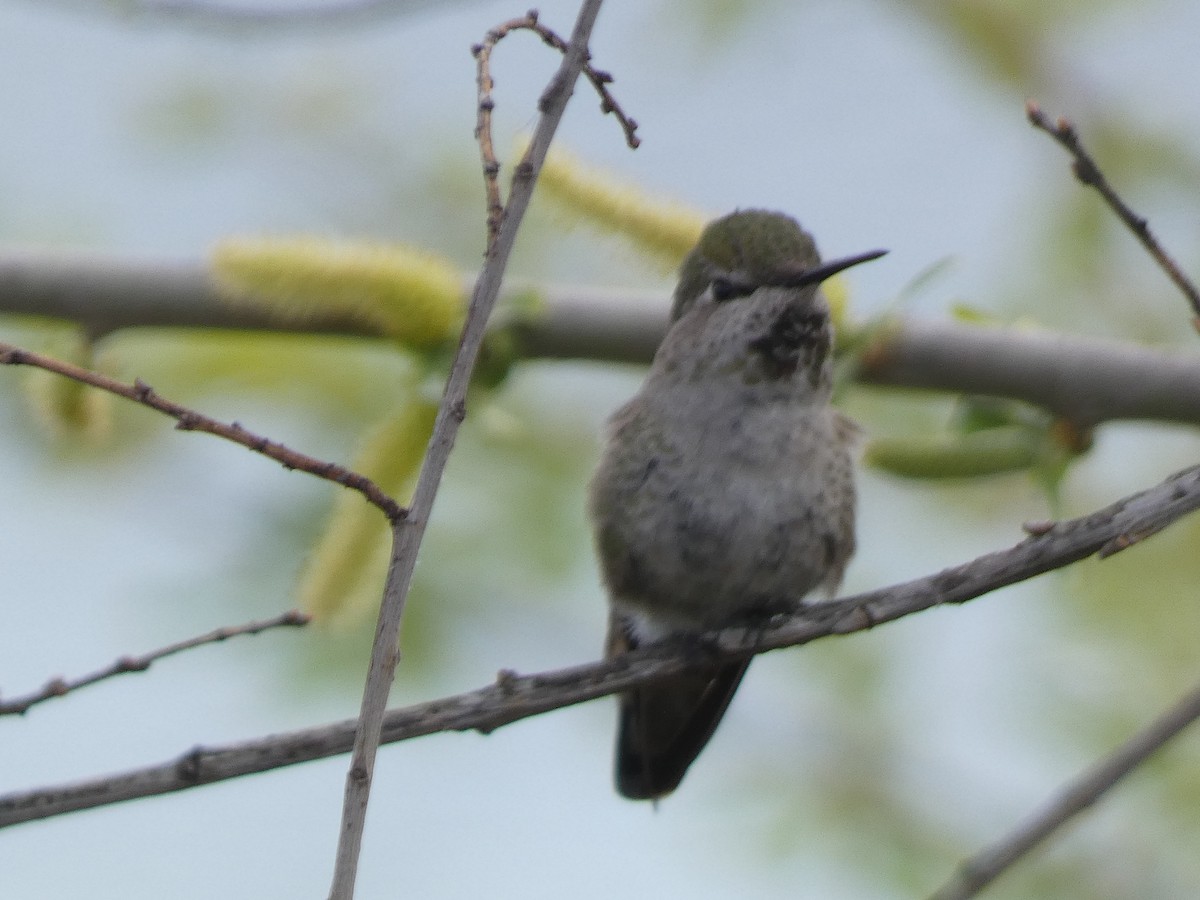hummingbird sp. - ML616429833