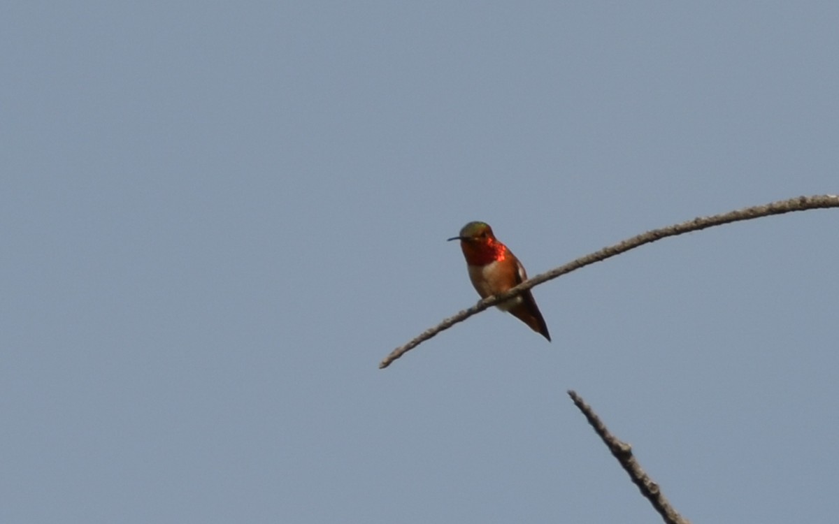 Allen's Hummingbird - ML616429861