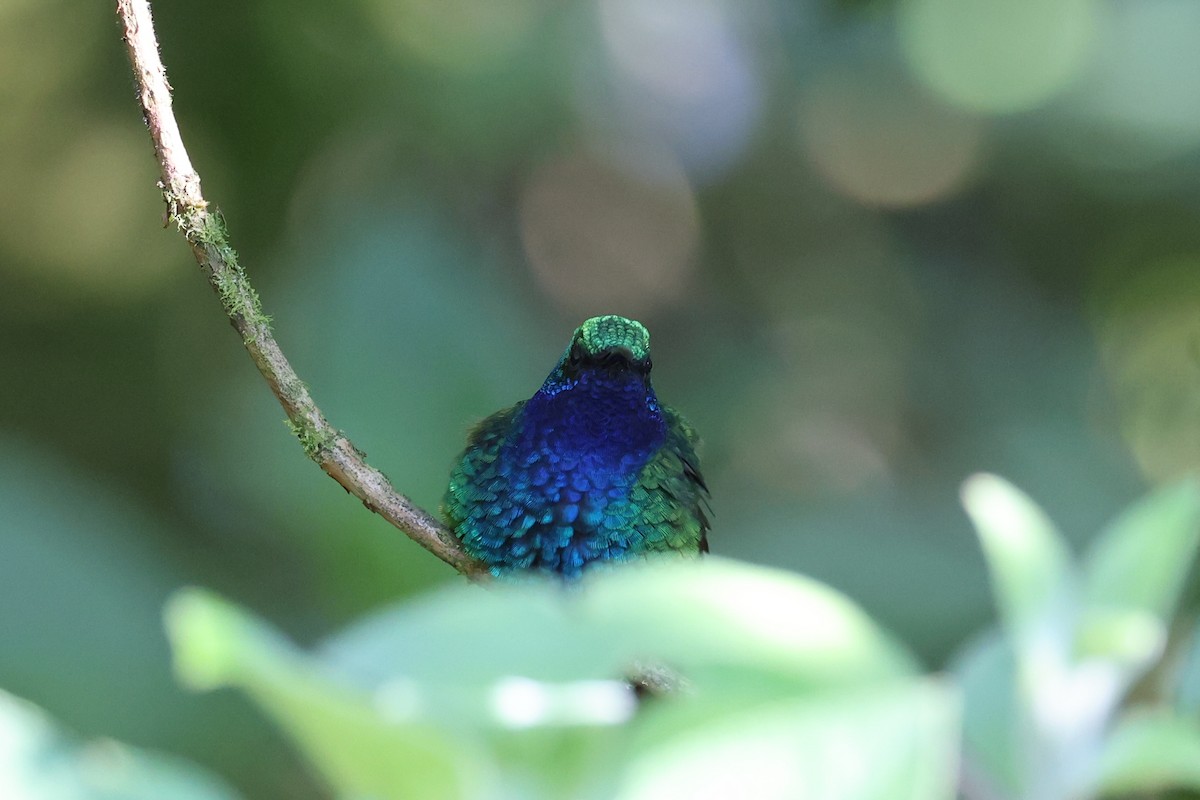 kolibřík azurovoprsý - ML616429881