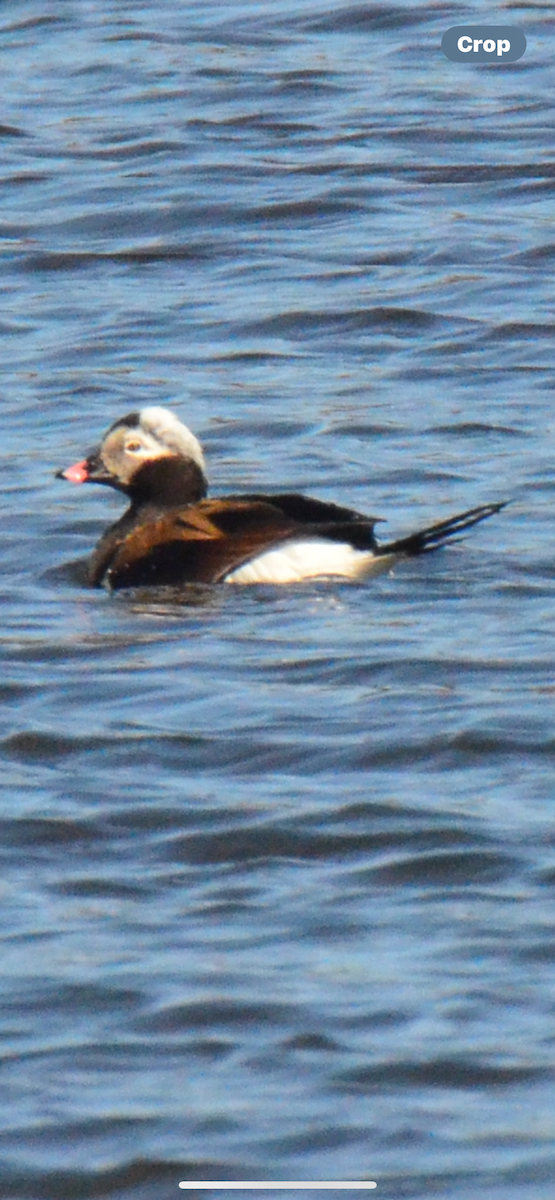 Long-tailed Duck - ML616429891