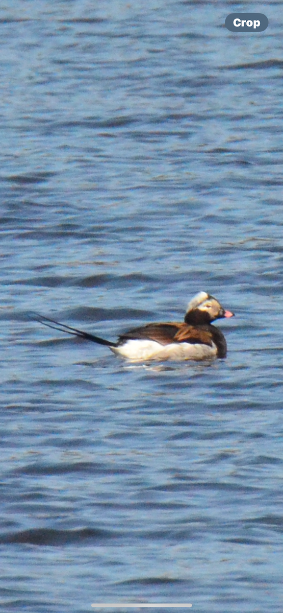 Long-tailed Duck - MiMi Hoffmaster 🦩👀👂
