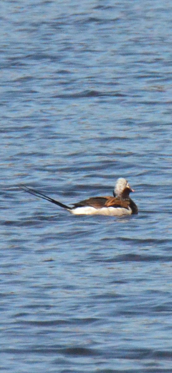 Long-tailed Duck - ML616429895