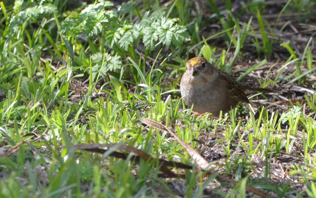 Golden-crowned Sparrow - ML616429938