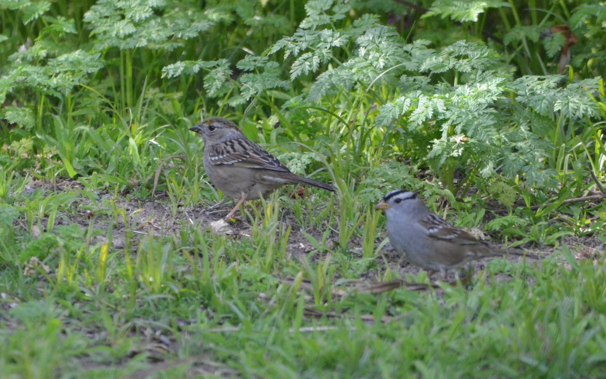 Golden-crowned Sparrow - ML616429939