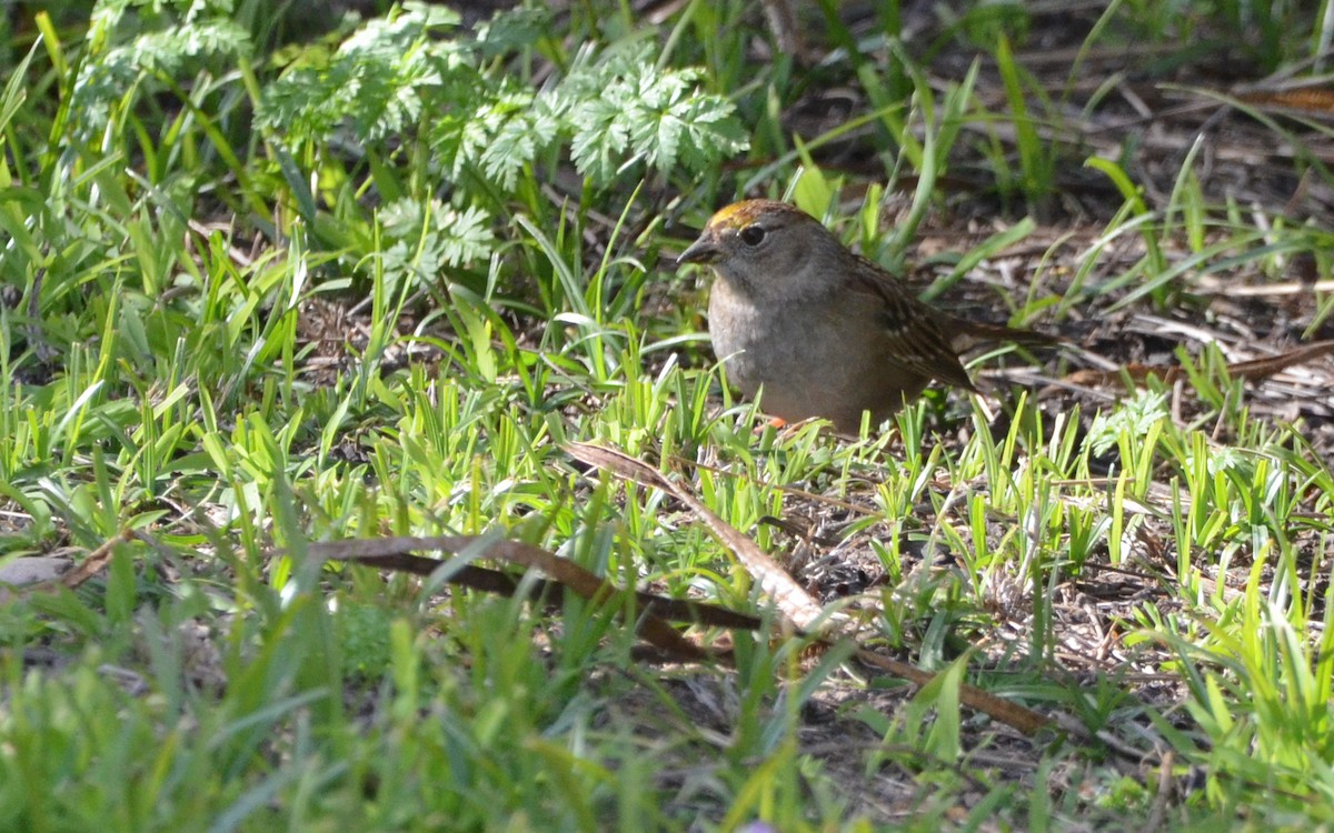 Golden-crowned Sparrow - ML616429940