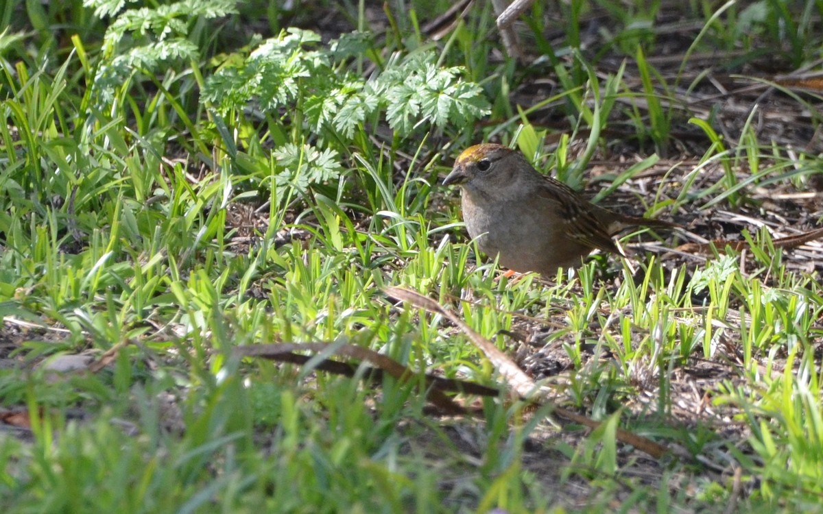 Golden-crowned Sparrow - ML616429942