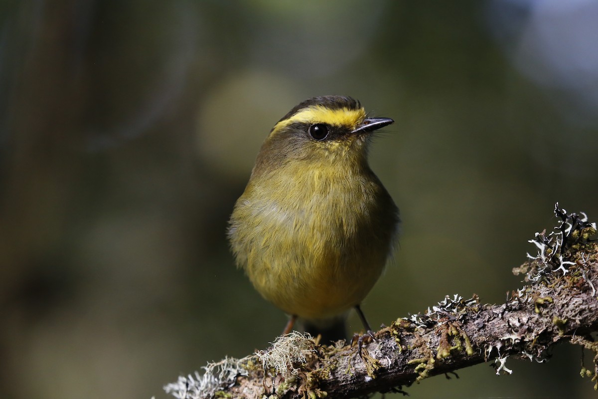 Yellow-bellied Chat-Tyrant - Kevin Hannah