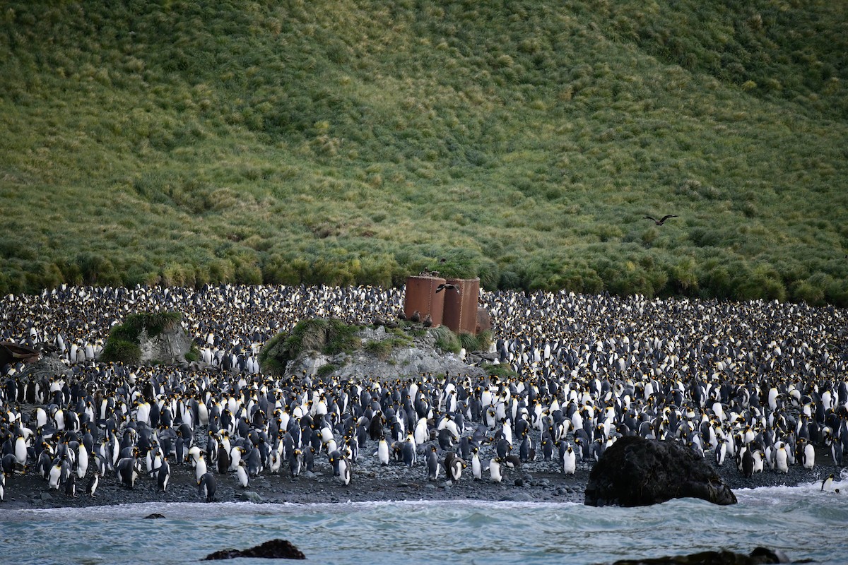 tučňák patagonský - ML616430130