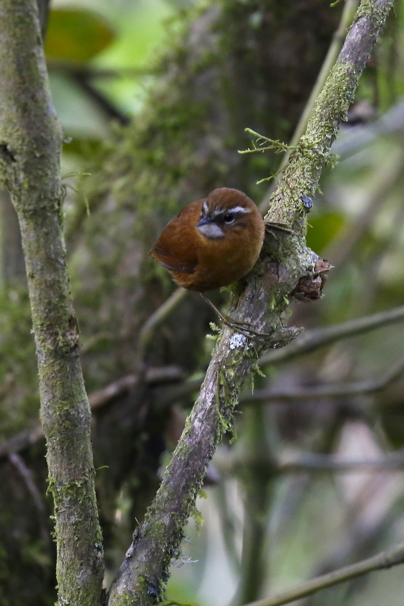White-browed Spinetail - ML616430197