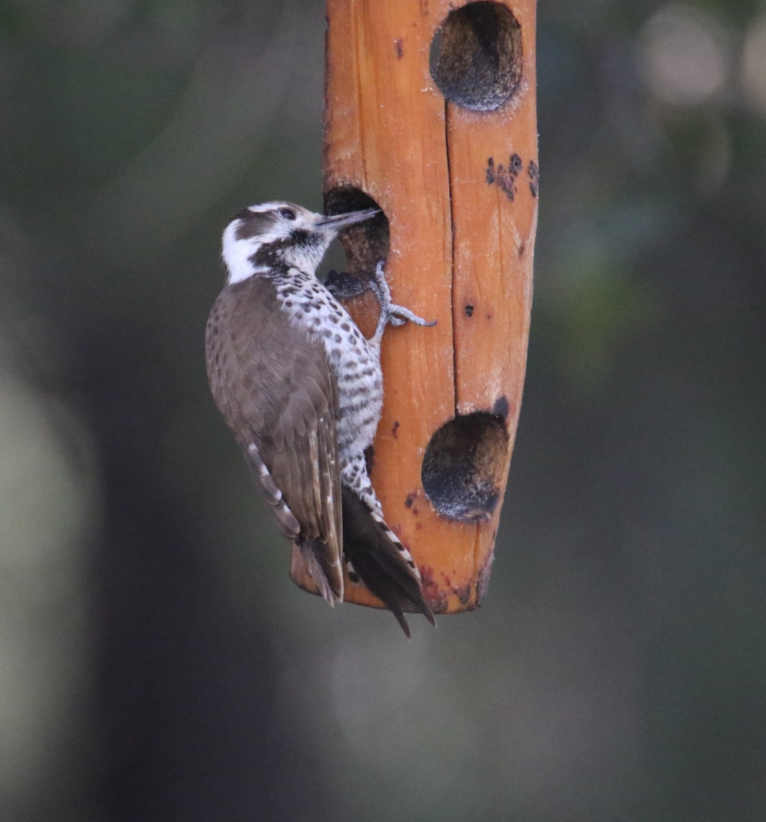 Arizona Woodpecker - ML616430292
