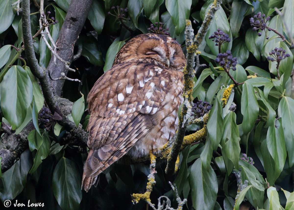 Tawny Owl - ML616430432