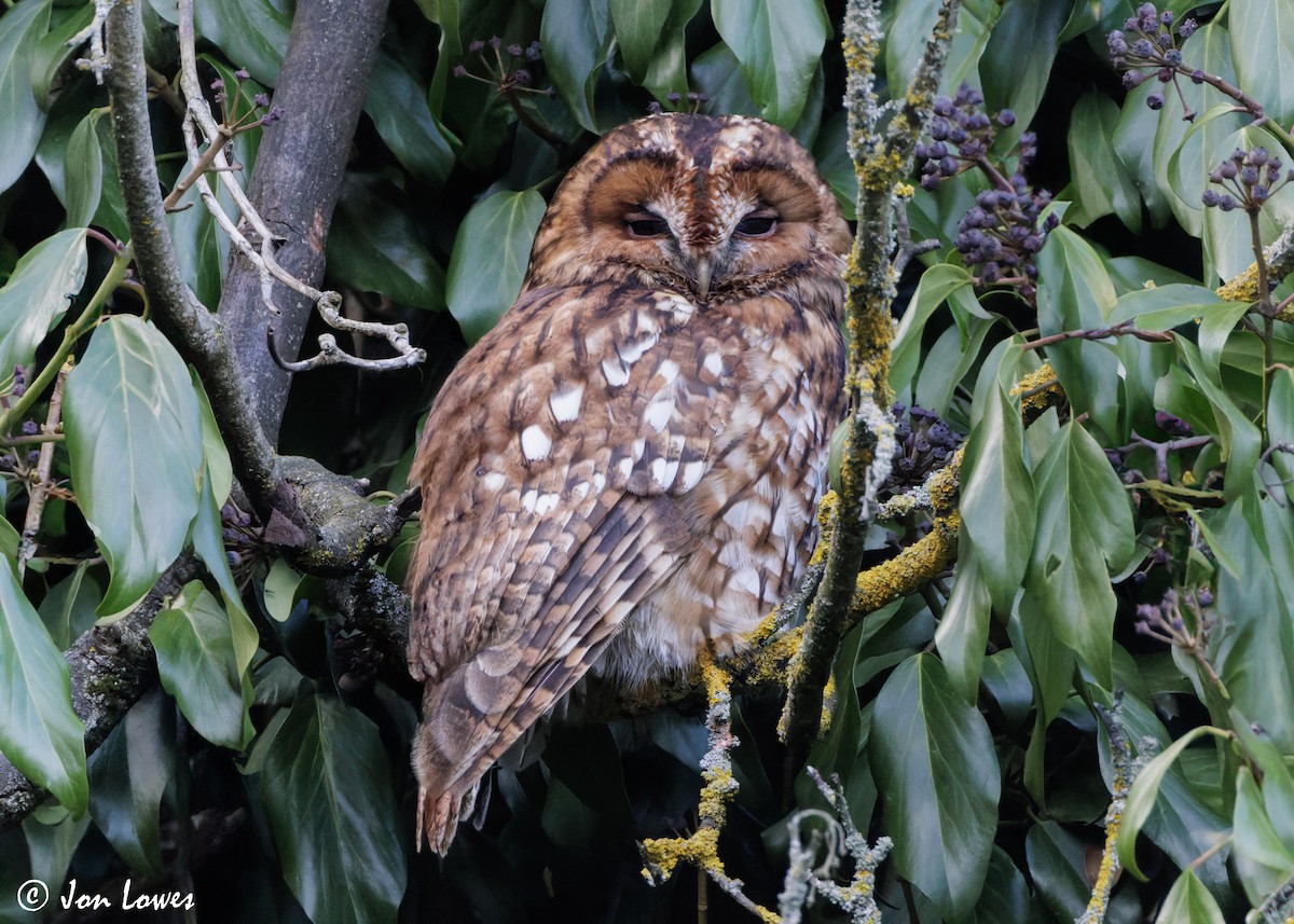 Tawny Owl - ML616430433