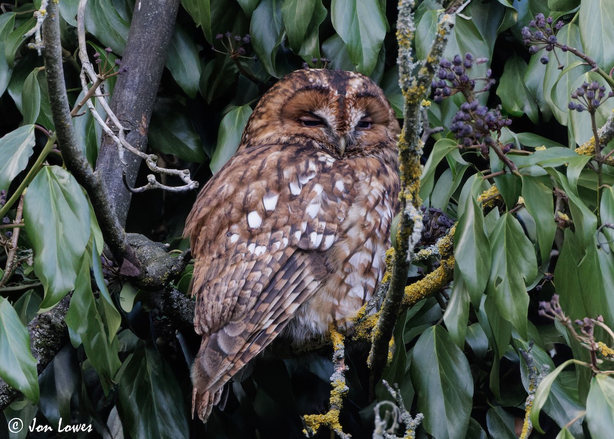 Tawny Owl - Jon Lowes
