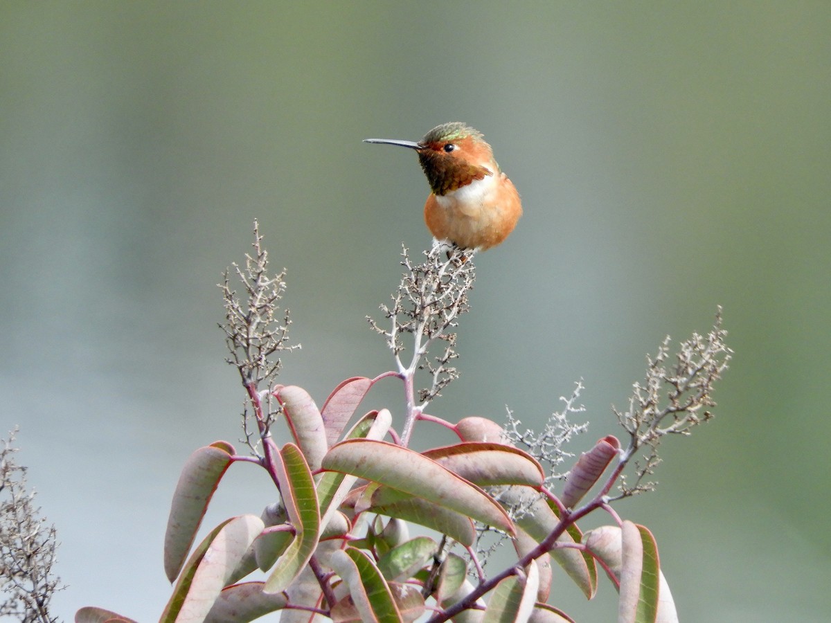 Allen's Hummingbird - Catherine McFadden