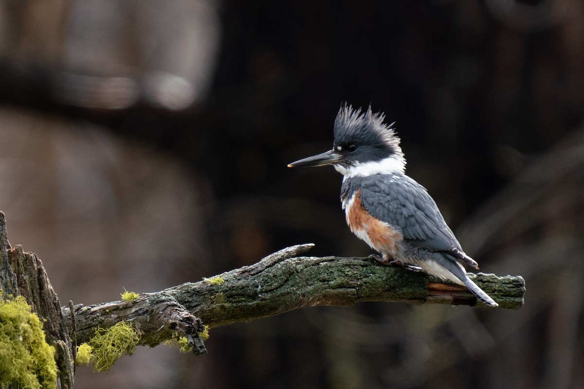 Belted Kingfisher - ML616430704
