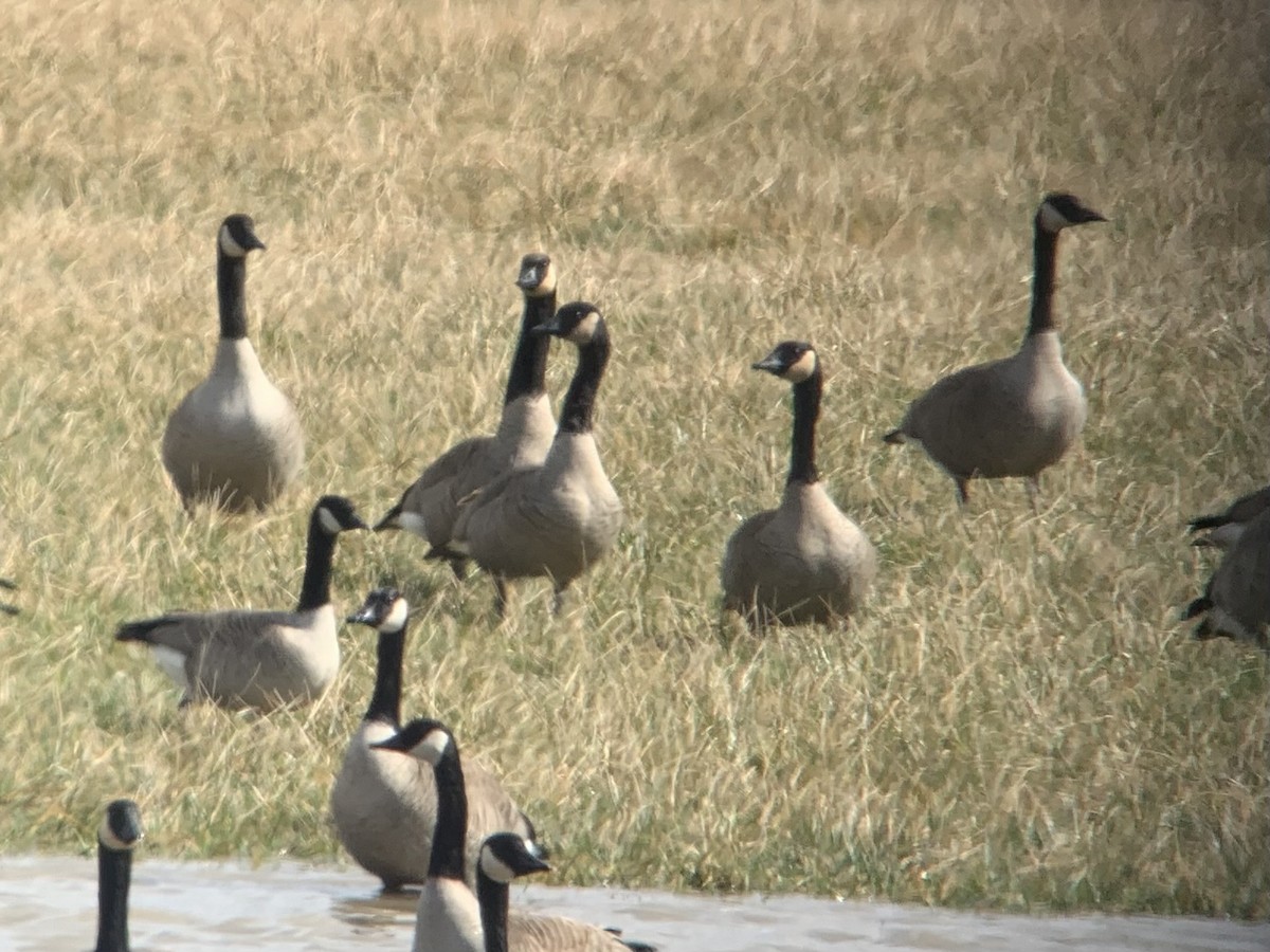 Cackling Goose (Richardson's) - ML616430924