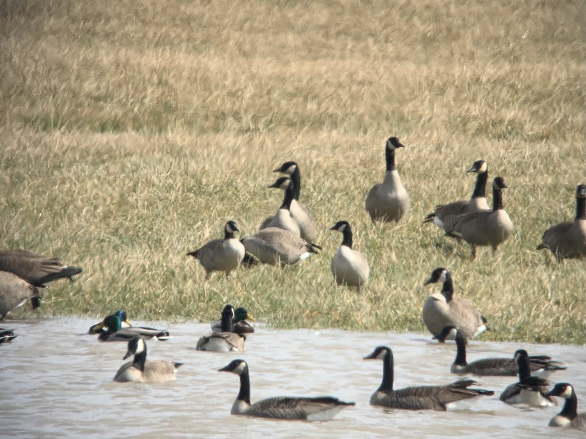 Cackling Goose (Richardson's) - ML616430925