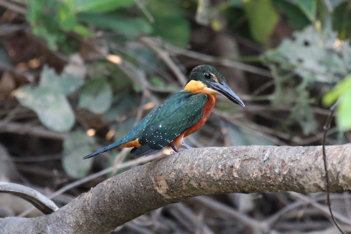 Green-and-rufous Kingfisher - Corné Pieterse