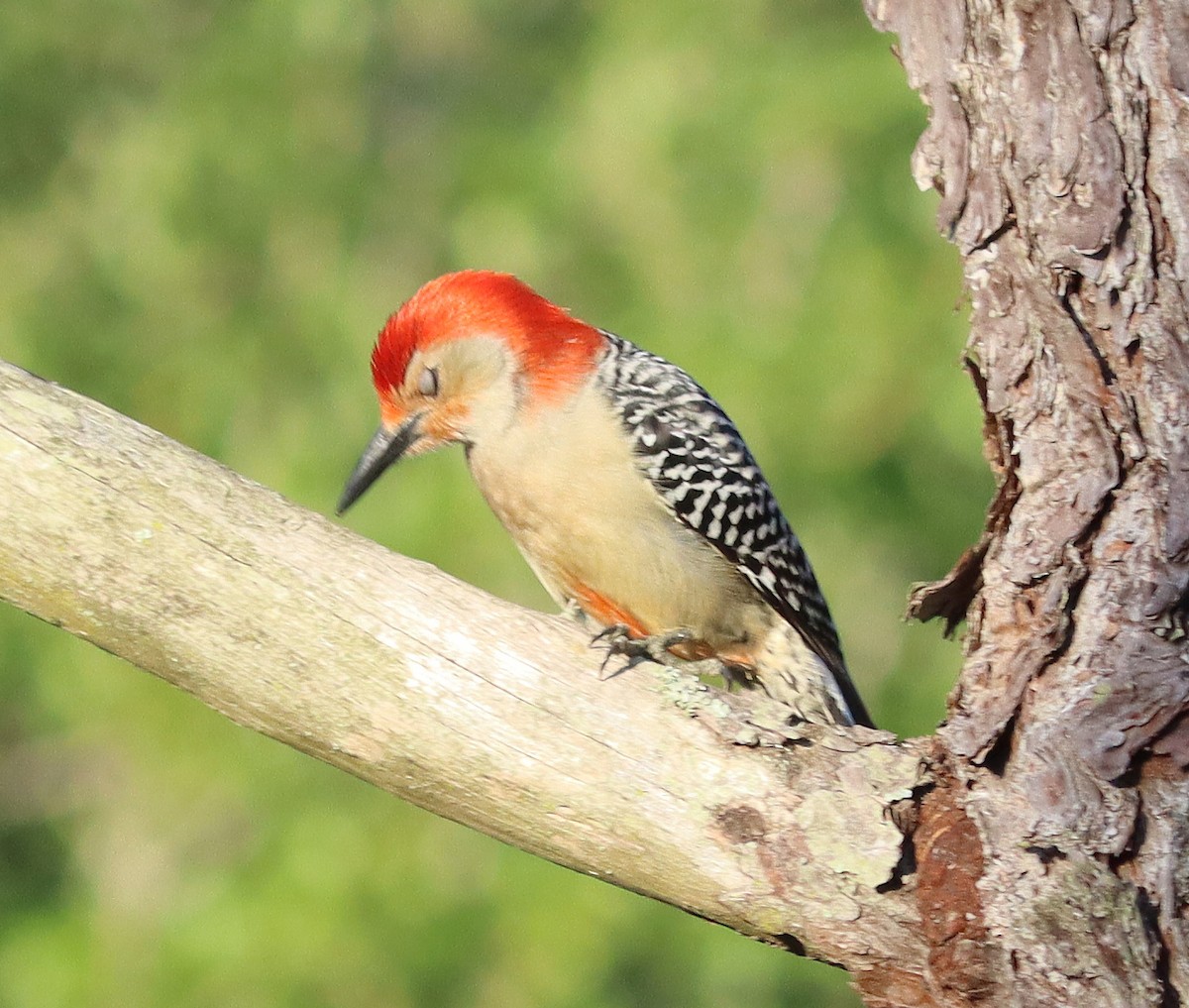 Red-bellied Woodpecker - Roberta Blair