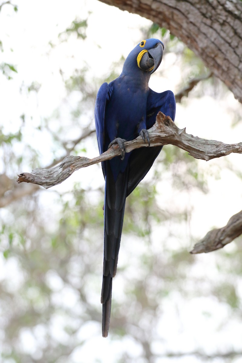 Hyacinth Macaw - ML616431127