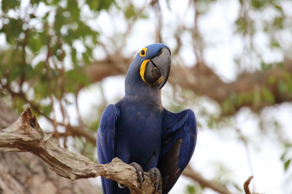 Hyacinth Macaw - ML616431131