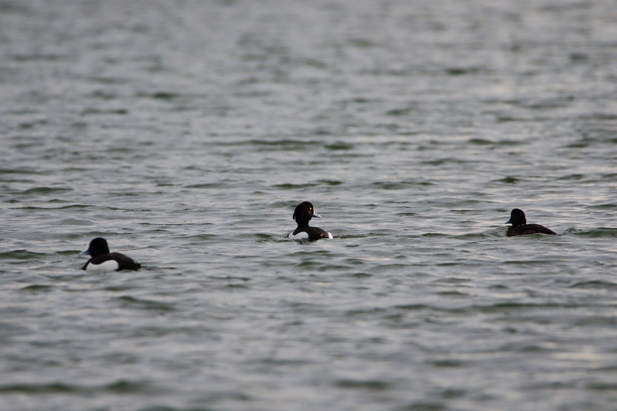 Tufted Duck - ML616431167