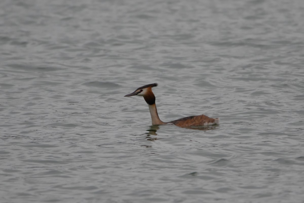 Great Crested Grebe - ML616431206