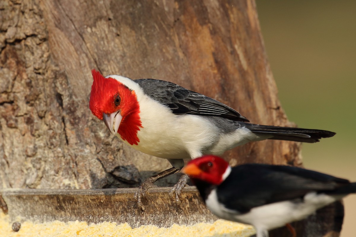 Red-crested Cardinal - ML616431207
